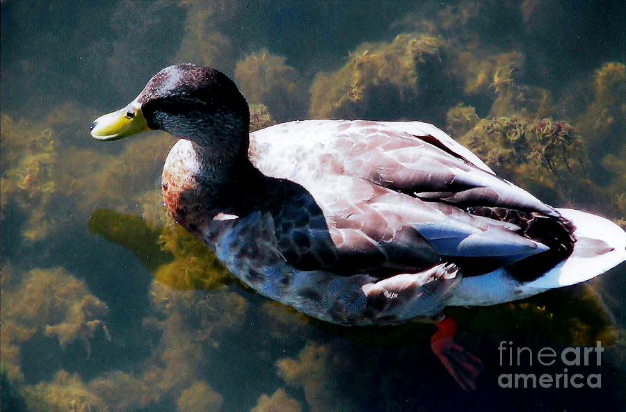 Duck in Transparent Water Photograph by Judy Via-Wolff