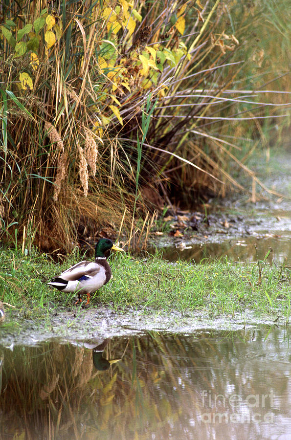 Duck In Wetland Photograph by Science Source