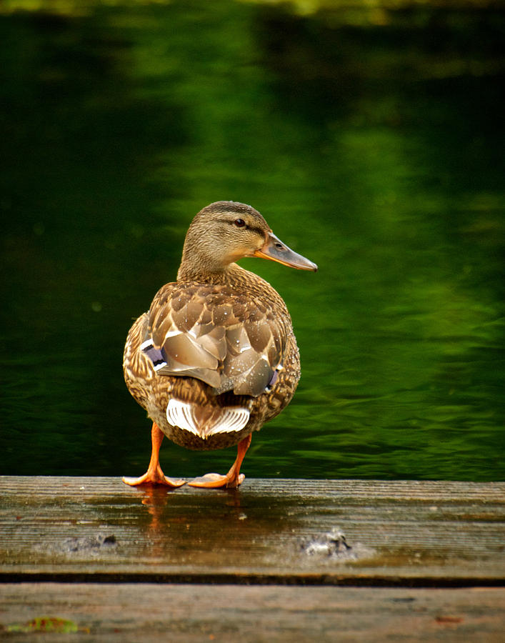 Duck on dock Photograph by Prince Andre Faubert