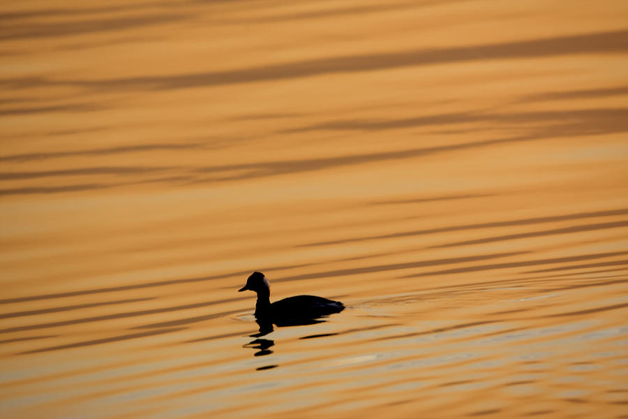 Duck On Golden Water Photograph