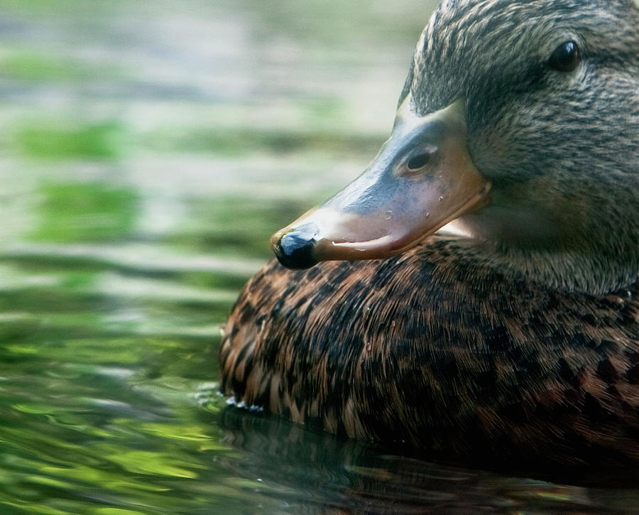 Duck on Green Photograph by Lorraine Devon Wilke