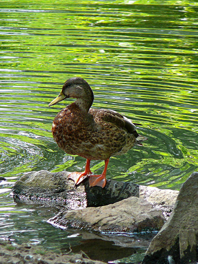 Bird Photograph - Duck on Rocks by Susan Savad