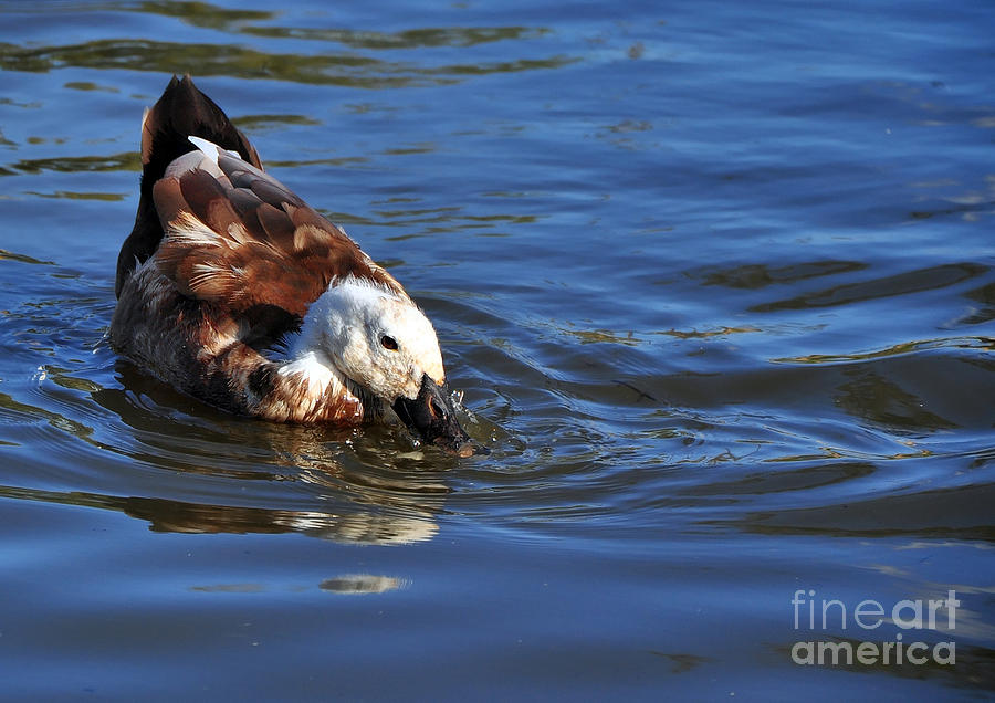Duck Photograph - Duck on the Lake by Kaye Menner