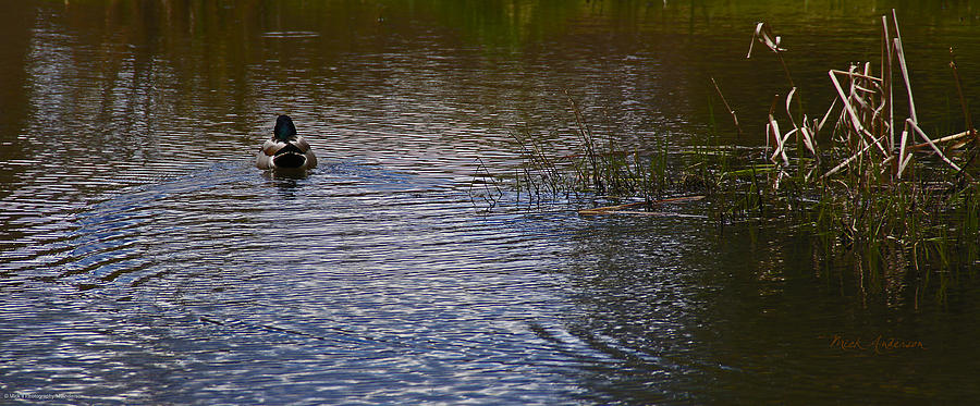 Duck Photograph - Duck on Water by Mick Anderson