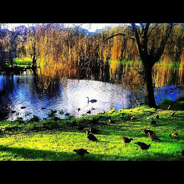 Sydney Photograph - Duck Pond, Centennial Park by Alvaro Garcia