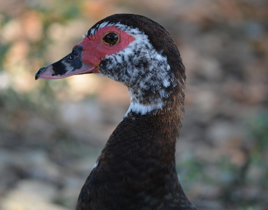 Duck Portrait Photograph by Maggy Marsh