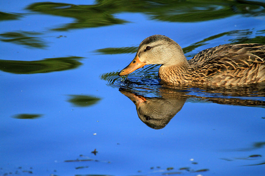 Duck Reflects Photograph by Karol Livote