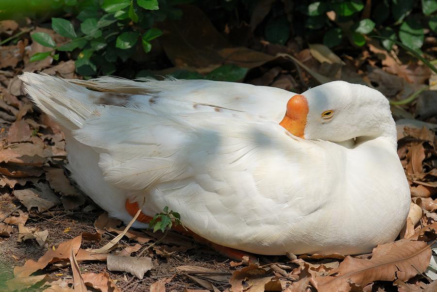 Duck resting Photograph by Fotosas Photography