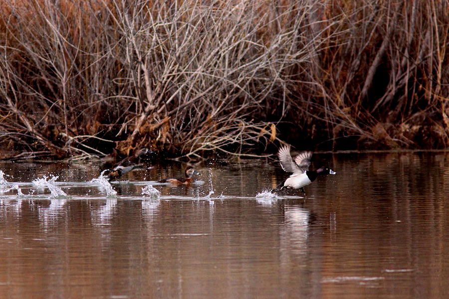 Duck Photograph - Duck - Ring-necked - Runway by Travis Truelove