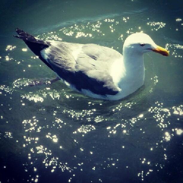 Duck Photograph - #duck #sanfrancisco #sausalito #birds by Karan Mehta
