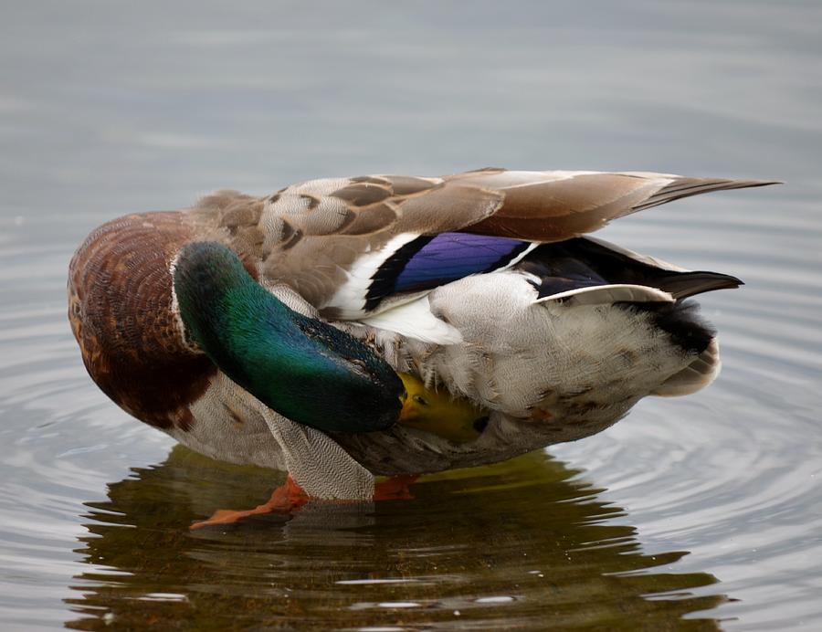 Duck Scratching Photograph by Ami Tirana