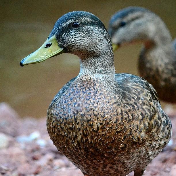 Wildlife Photograph - #duck #sedona #arizona #creek #water by Riley Spiller