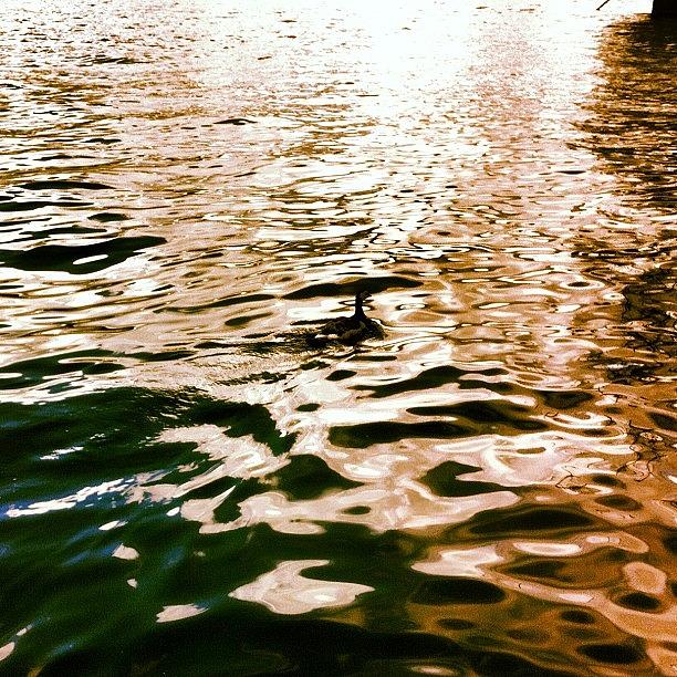 Duck Photograph - Duck. Skeppsholmen. #instagramhub by Brad James