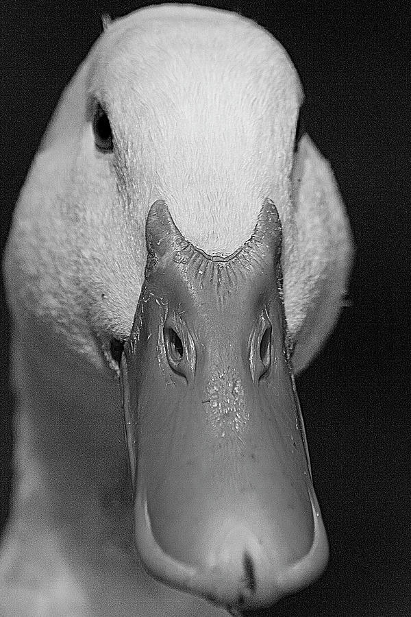 Duck Staredown Photograph by David Haskett II