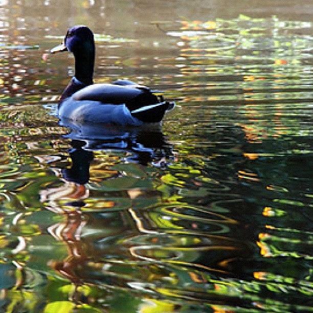 Arcadia Photograph - #duck #swim #float #lake #pond #water by Michael Lynch