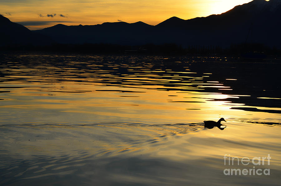 Duck swimming Photograph by Mats Silvan