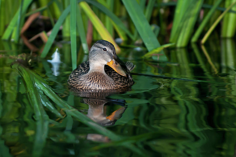 Duck Photograph by Terry Dadswell