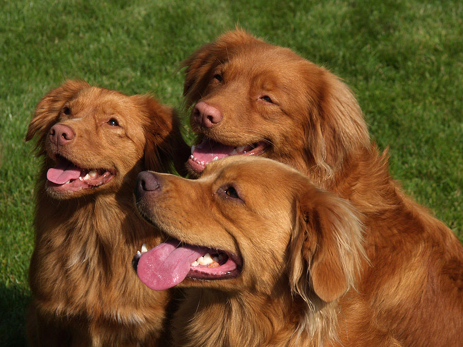 Duck Tolling Retrievers Photograph By Jan Giesen