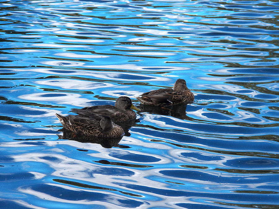 Duck Trio on Blue Photograph by Corinne Elizabeth Cowherd