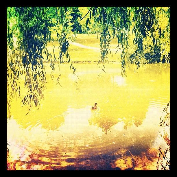 Summer Photograph - #duck #water #summer #sun #calm #trees by Mister Lazy