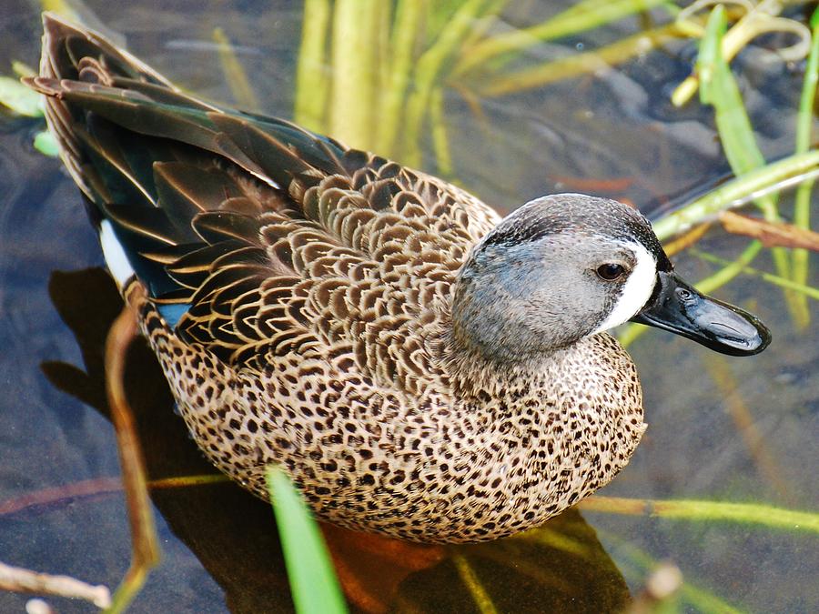 Duck Photograph by William Wyckoff