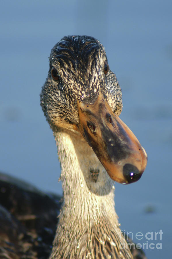 Duck with a crooked bill Photograph by Lori Tordsen Fine Art America