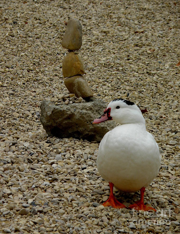 Duck with Rock Sculpture Photograph by Lainie Wrightson