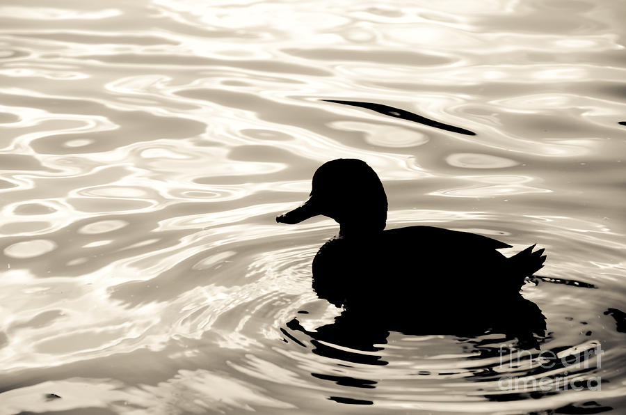 Duck  Photograph by Yurix Sardinelly