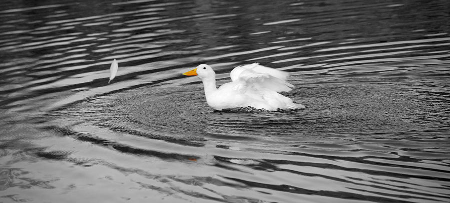 Duck3 Photograph by Steven Michael