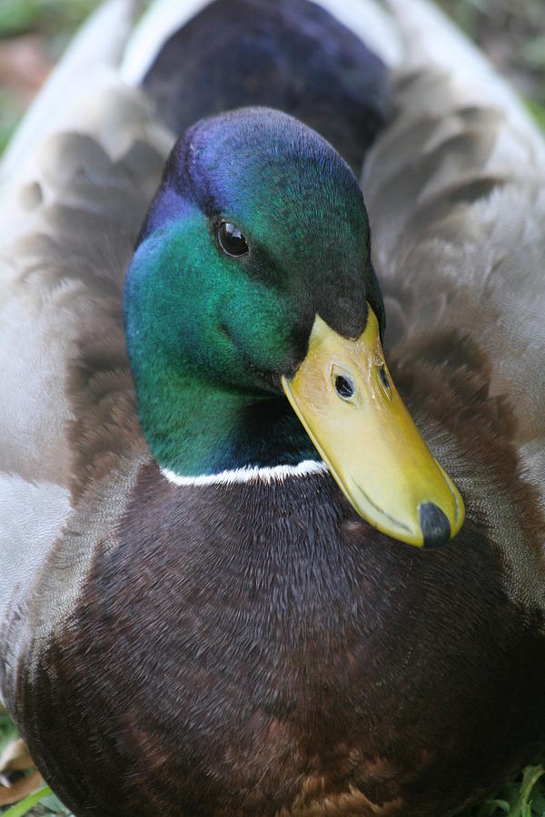 Duckie Photograph by Scott Brown