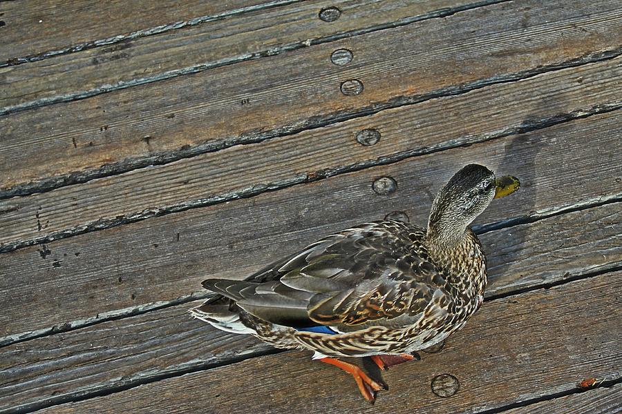 Ducking Photograph by Lauren Serene