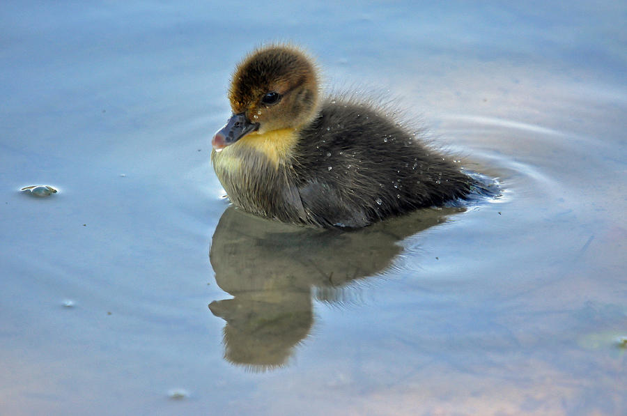 Duckling 4 Photograph by Teresa Blanton