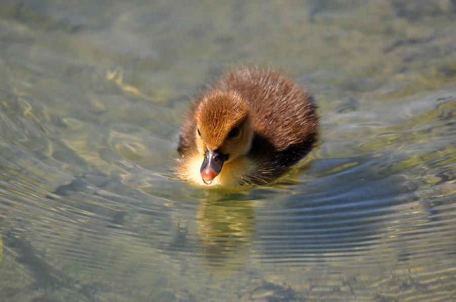 Duckling 6 Photograph by Teresa Blanton