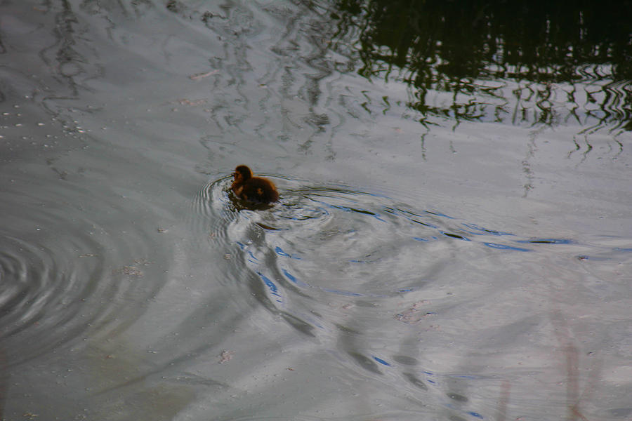 Duckling Photograph by Donna L Munro