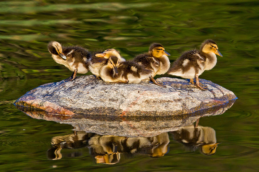 Duck Photograph - Ducklings catch some rays by Bill Lindsay