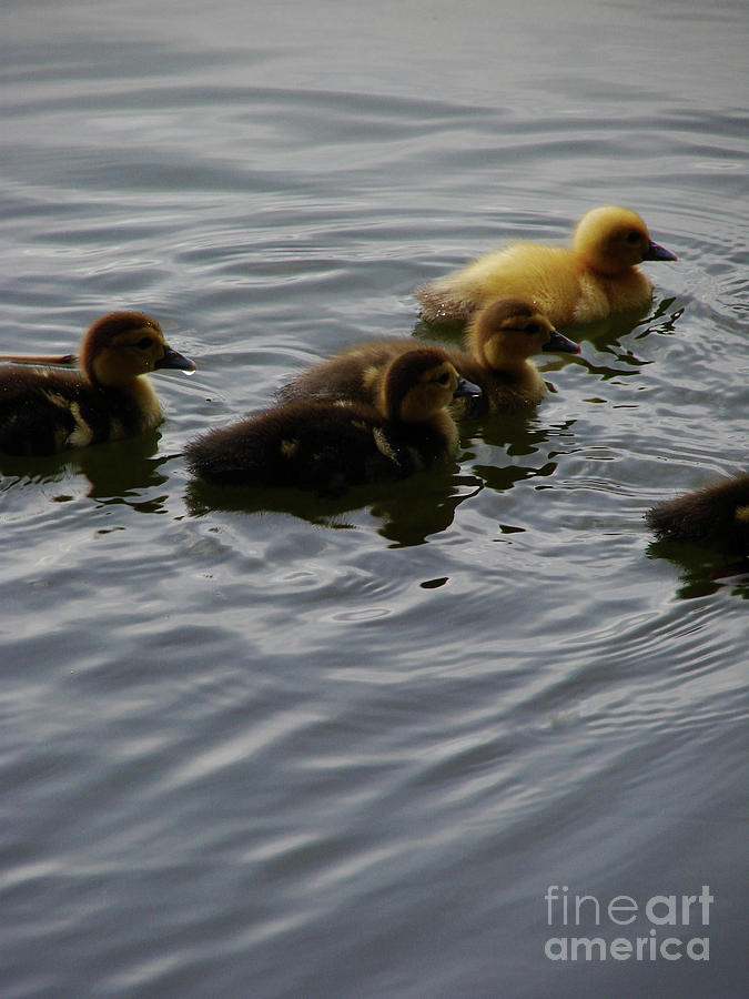 Ducklings Photograph by Mark Holbrook