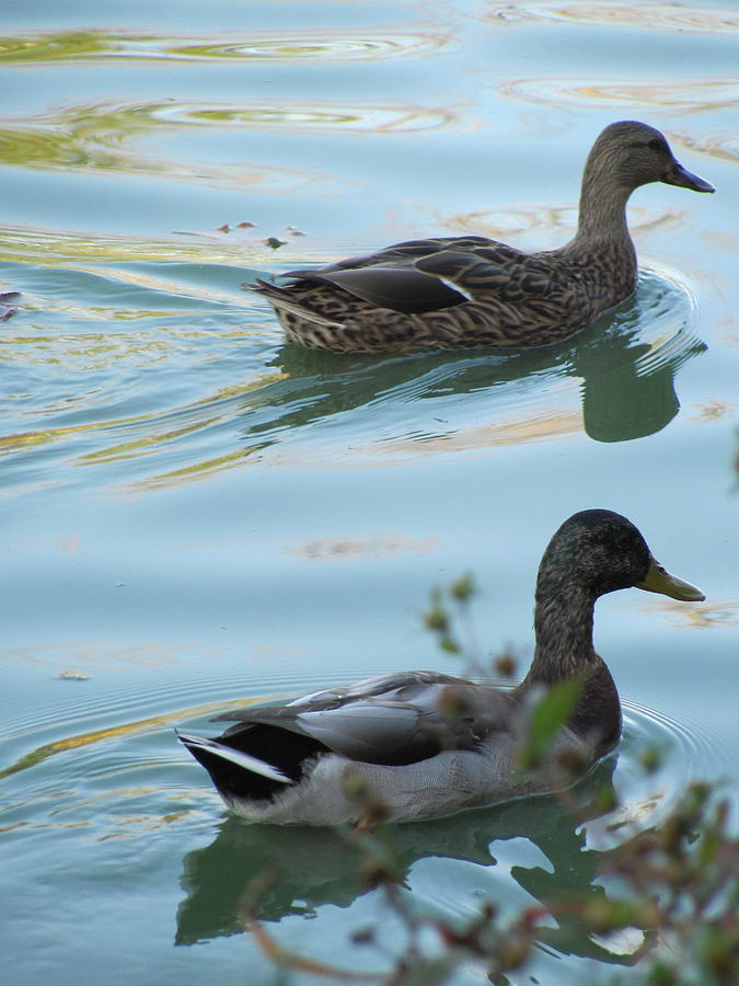 Ducks 4 Photograph by Anita Burgermeister