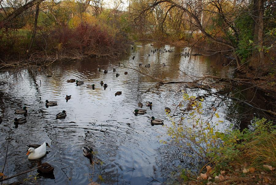 Ducks along Rapid Creek Photograph by Greni Graph