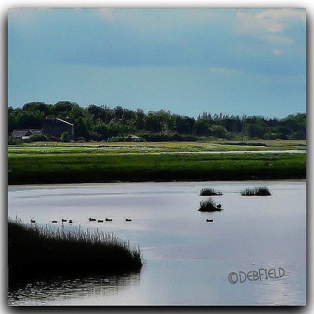 Igs Photograph - Ducks At Home In The Wetlands by Deb - Jim Photograhy