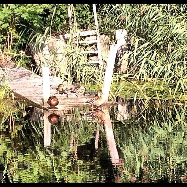 Summer Photograph - #ducks By The Broken #bridge #today by Camilla Hedlund