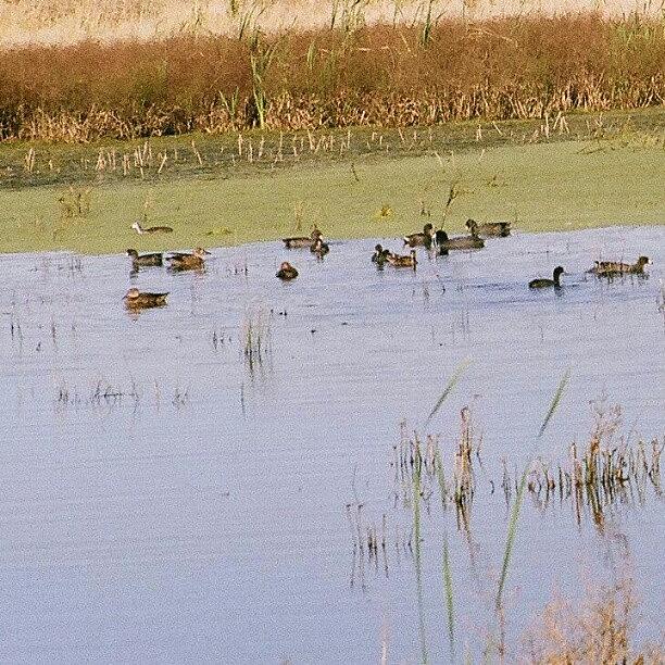 Wildlife Photograph - #ducks Enjoying The Marsh by Michael Squier