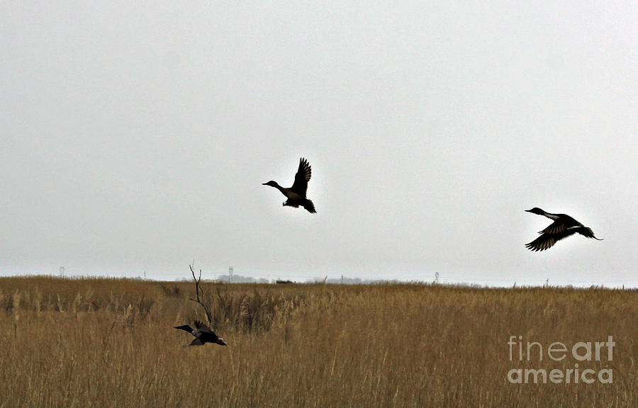 Ducks Flying Away Photograph By Shawn Naranjo - Pixels