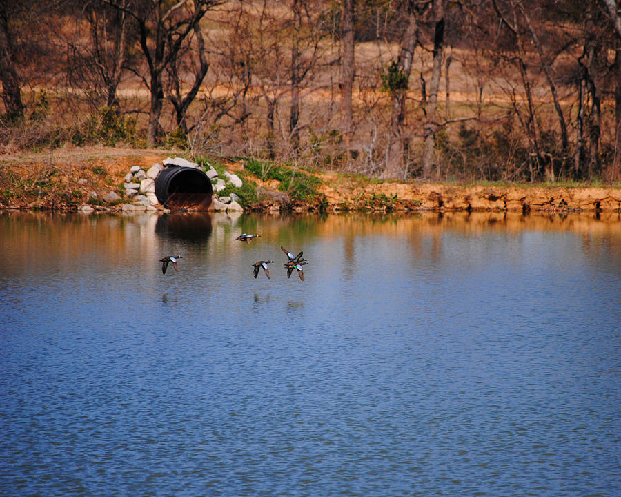 Ducks Flying Over Pond I Photograph by Jai Johnson