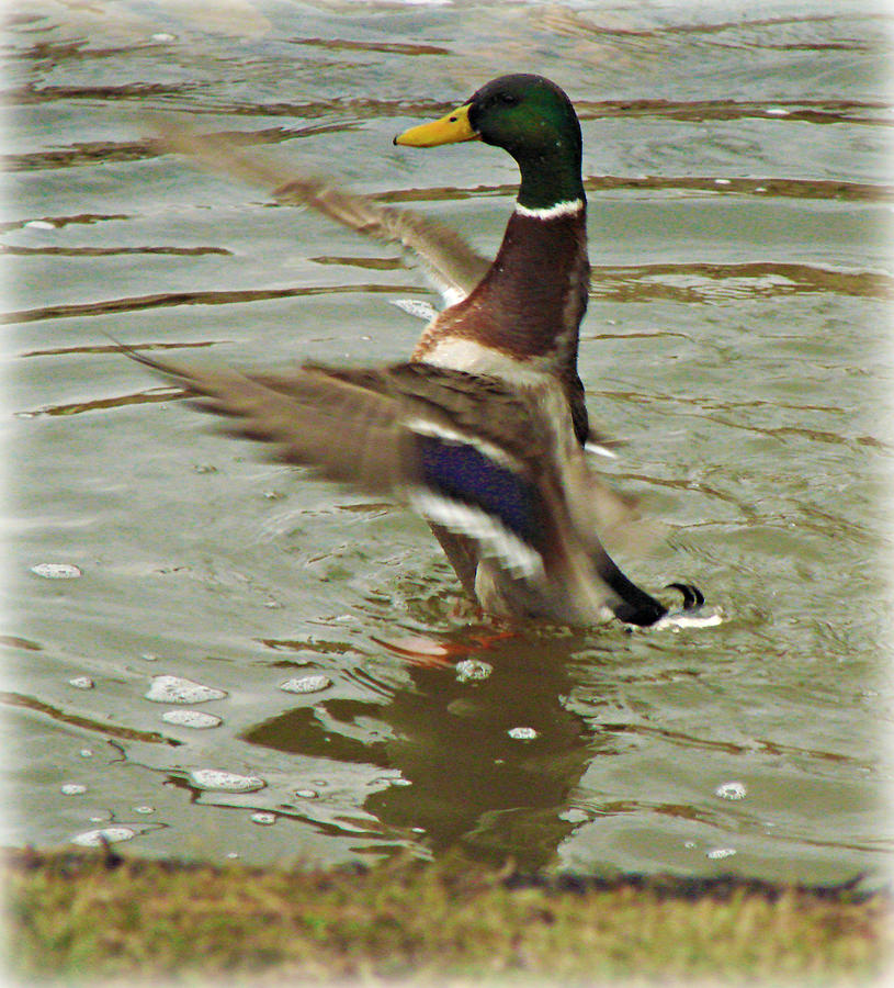 Ducks Gone Wild Photograph by Dark Whimsy