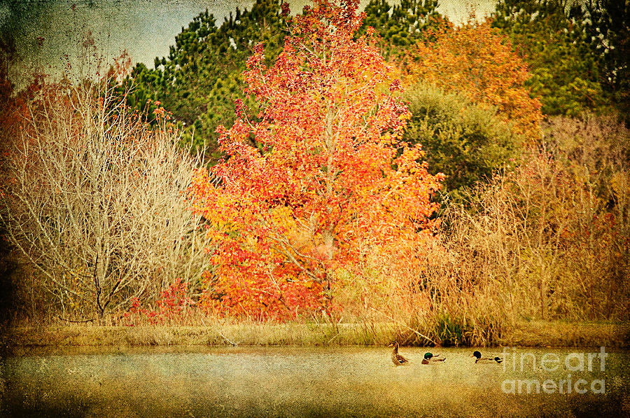 Tree Photograph - Ducks in an Autumn Pond by Joan McCool