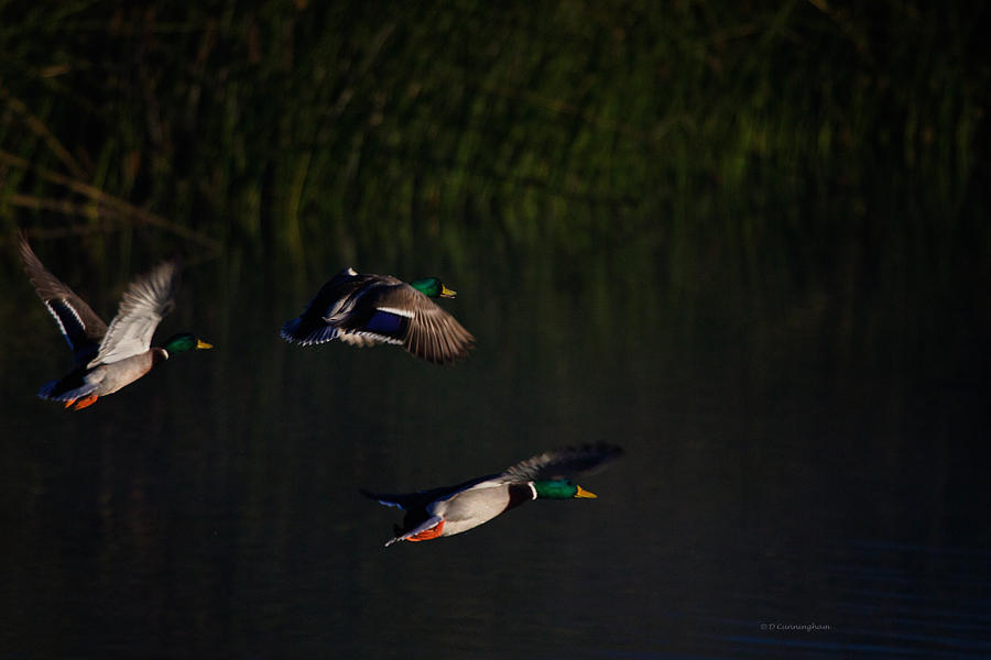 Ducks in Flight Photograph by Dorothy Cunningham