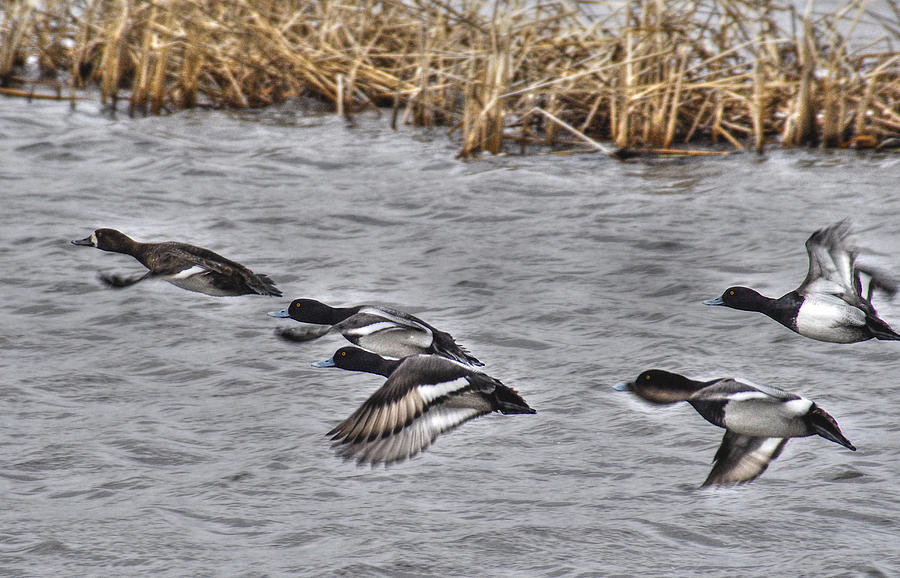 Ducks in Flight Photograph by Janice Adomeit