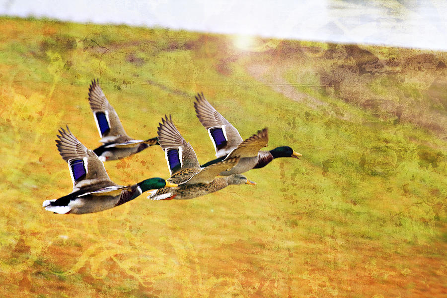 Bird Photograph - Ducks in Flight V4 by Douglas Barnard