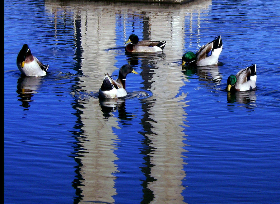 Bird Photograph - Ducks by Judith B Adams