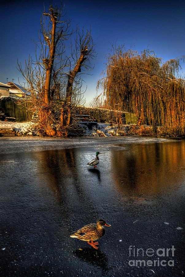 Ducks On Ice Photograph by Yhun Suarez